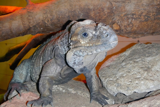 1173-0-terrario iguana_ok.jpg 1173 0 terrario iguana_ok